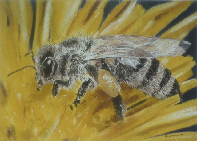 'Honigbiene'  Pastell 20x28cm  Till Strassen 2015